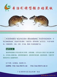 殺鼠用品產品列表第31頁 粘鼠板選型指南與高效使用技巧